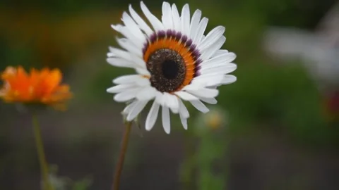 Fabulously beautiful white and red aster flowers in the wind Stock Footage 200828324