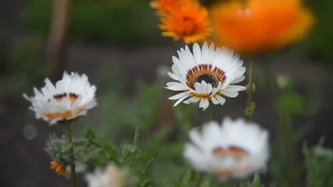 Fabulously beautiful white and red aster flowers in the wind Stock Footage 200828326