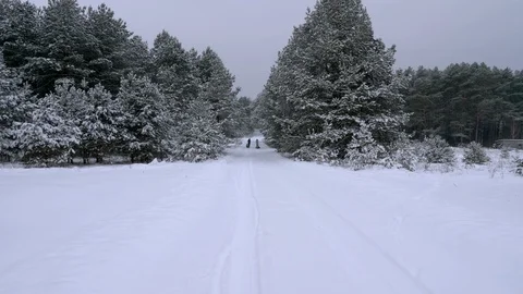 Fabulously beautiful winter coniferous forest Stock Footage 101525512