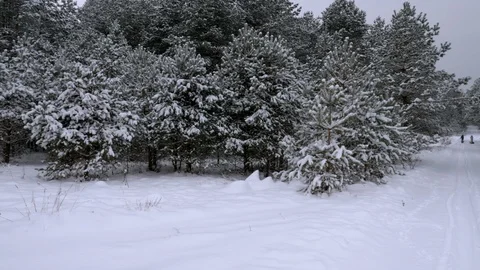 Fabulously beautiful winter coniferous forest Stock Footage 101526155