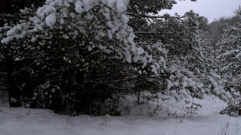 Fabulously beautiful winter coniferous forest Stock Footage 101611055
