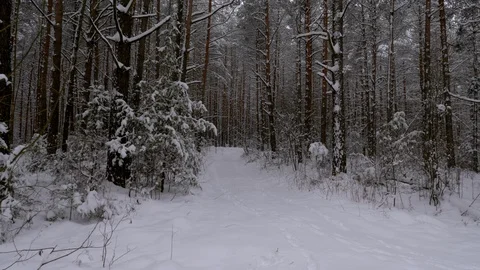 Fabulously beautiful winter coniferous forest Stock Footage 101665216