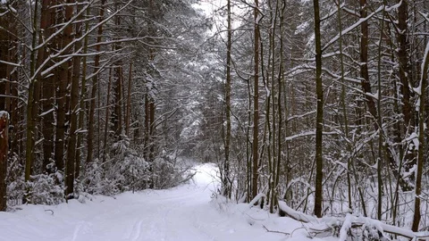 Fabulously beautiful winter coniferous forest Video stock 101665425
