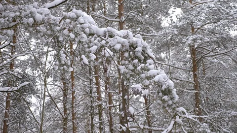 Fabulously beautiful winter coniferous forest Stock Footage 101666084