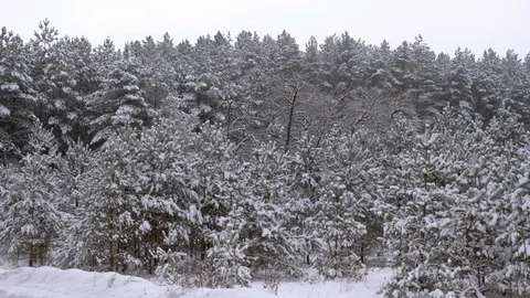 Fabulously beautiful winter coniferous forest Video stock 101671481