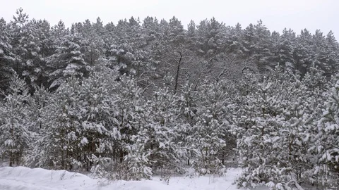 Fabulously beautiful winter coniferous forest Stock Footage 101671726