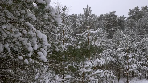 Fabulously beautiful winter coniferous forest Stock Footage 101672887