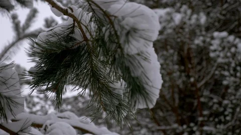 Fabulously beautiful winter coniferous forest Stock Footage 101673079