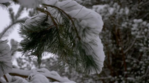 Fabulously beautiful winter coniferous forest Video stock 101673615