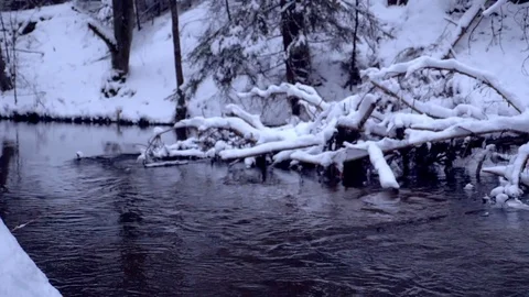 Fabulously beautiful winter coniferous forest Video stock 105223011
