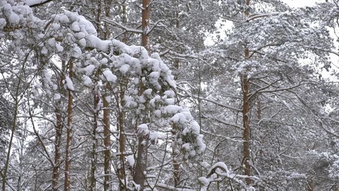 Fabulously beautiful winter coniferous forest Stock Footage 108124671