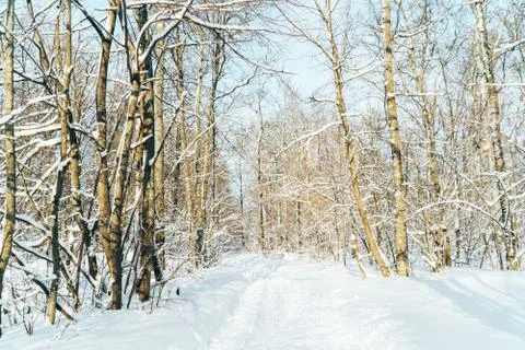 Fabulously beautiful winter forest in the rays of the setting sun 스톡 사진
