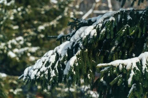 Fabulously beautiful winter forest in the rays of the setting sun Foto stock