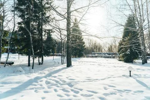 Fabulously beautiful winter forest in the rays of the setting sun 스톡 사진