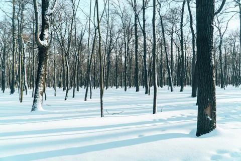 Fabulously beautiful winter forest in the rays of the setting sun Foto stock