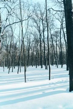 Fabulously beautiful winter forest in the rays of the setting sun Foto stock