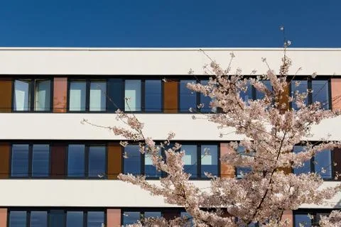 Facade of modern office building with spring blossoming apple tree Stock Photos