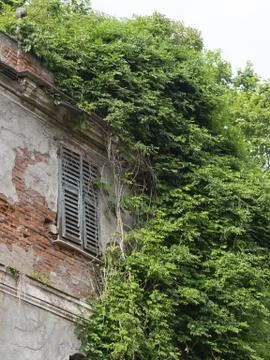 Facade of an old damaged house surrounded by vegetation Stock Photos