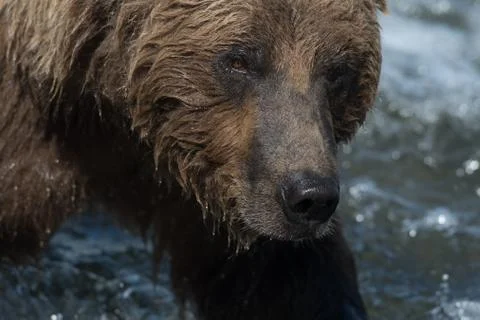 Face of Alaskan brown bear Stock-Fotos