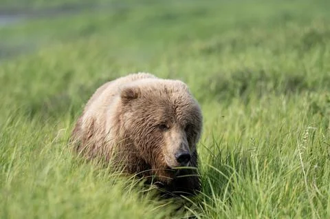 Face of Alaskan Brown bear Stock-Fotos