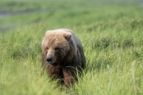 Face of Alaskan Brown bear Stock-Fotos