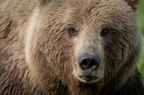 Face of Alaskan Brown bear 스톡 사진