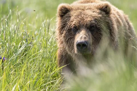 Face of Alaskan Brown bear 스톡 사진