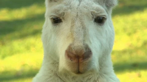 Face Of Albino Kangaroo Stock Footage 112338255