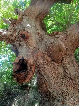 The face of the ancient tree Stock Photos