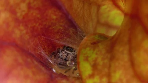 Face and eyes of Jumping spider on Yellow Pitcher Plant, SE USA Stockbeeldmateriaal 76878464