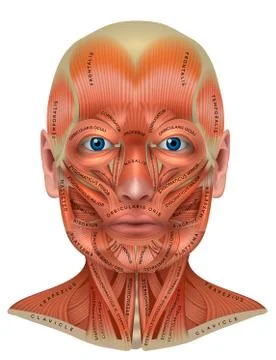 Face and neck muscles Stock Illustration