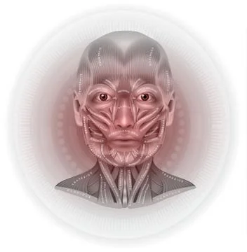 Face and neck muscles Stock Illustration