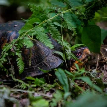 Face and Shell of Turtle 库存照片