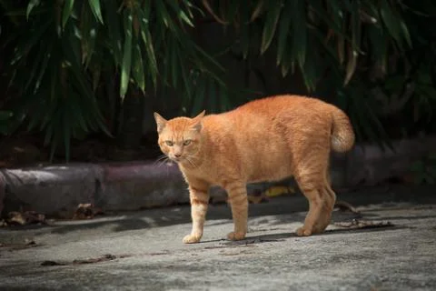 Face of angry cat 写真素材