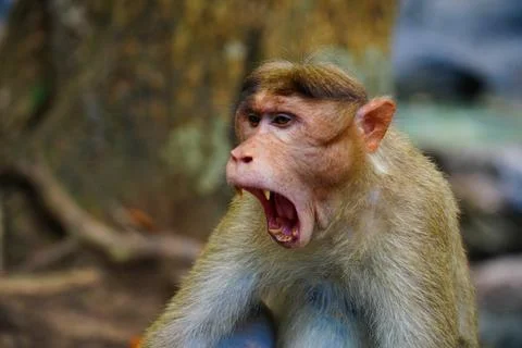 Face of an angry monkey in close up shot Stock Photos