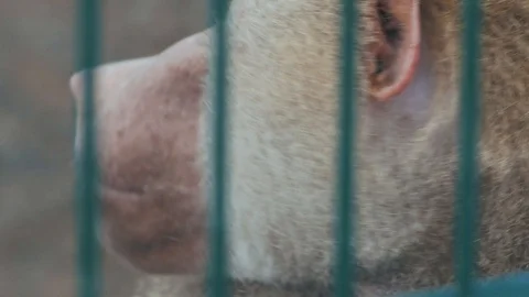 Face of baboon monkey close up behind bars (papio cynocephalus) Stock Footage 102358598