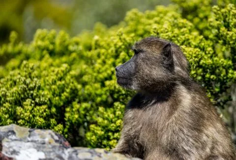 Face of baboon Foto stock