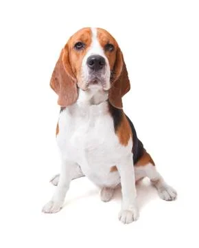 Face of beagle dog Stock-Fotos