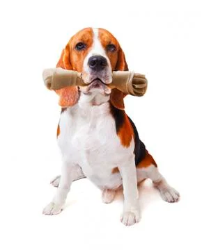 Face of beagle dog with rawhide bone in his mouth isolated white background 写真素材