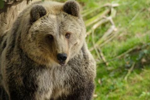 Face bear in nature Stock Photos