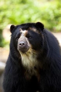 Face of a bear Stock Photos