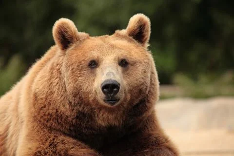 The face of a bear Stock Photos