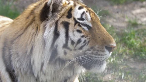 The face of a beautiful tiger in profile Stock Footage 126002865