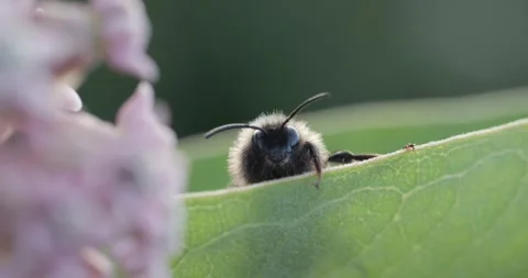  Face of a bee resting Stock Footage 278828614
