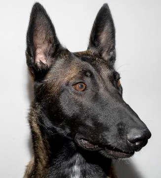 The face of a Belgian Malinois Stock Photos