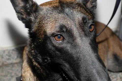 The face of a Belgian Malinois Stock Photos