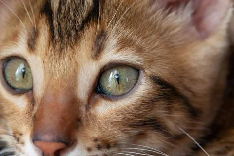 Face of a Bengal cat on a large scale Stock Photos