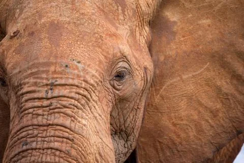 The face of a big red elephant Stock Photos
