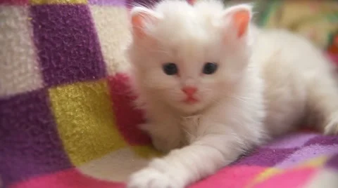 Face big white kitten lying asleep on another white kitten Stock Footage 56568466