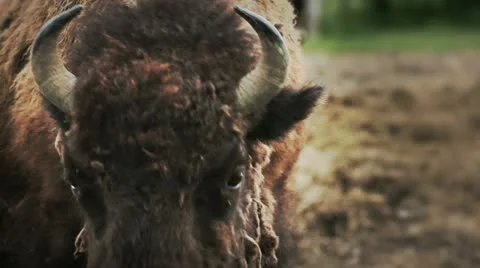 Face to the Bison Bull Stock Footage 11070636